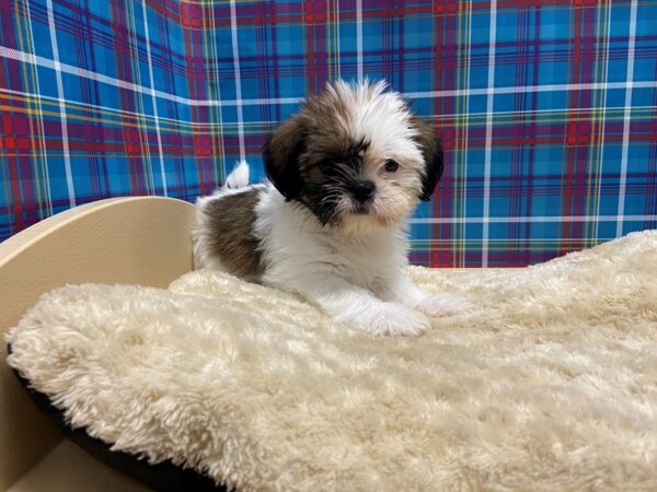 Shiffon-DOG-Female-red & wh-5196-Petland San Antonio, TX