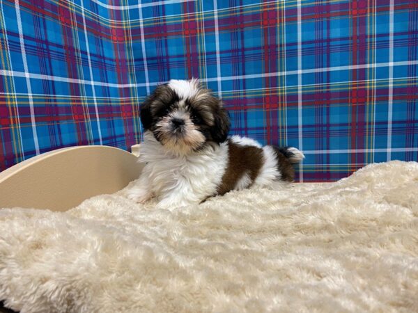 Shiffon-DOG-Female-red & wh-5195-Petland San Antonio, TX