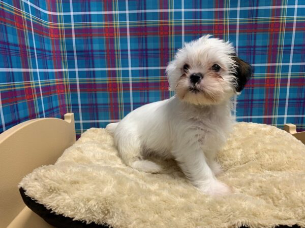 Shiffon-DOG-Male-rd & wh-5194-Petland San Antonio, TX