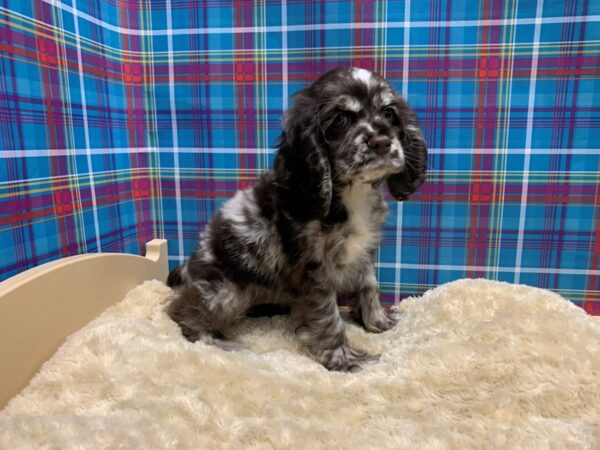 Cocker Spaniel DOG Female choc merle 5193 Petland San Antonio, TX