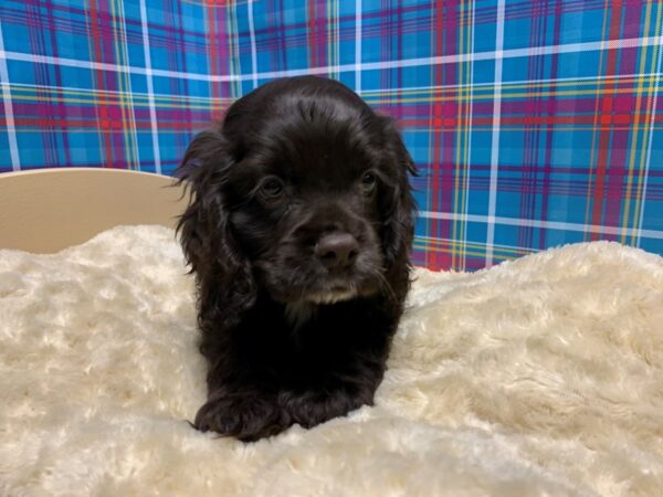 Cocker Spaniel DOG Male chlt 5192 Petland San Antonio, TX