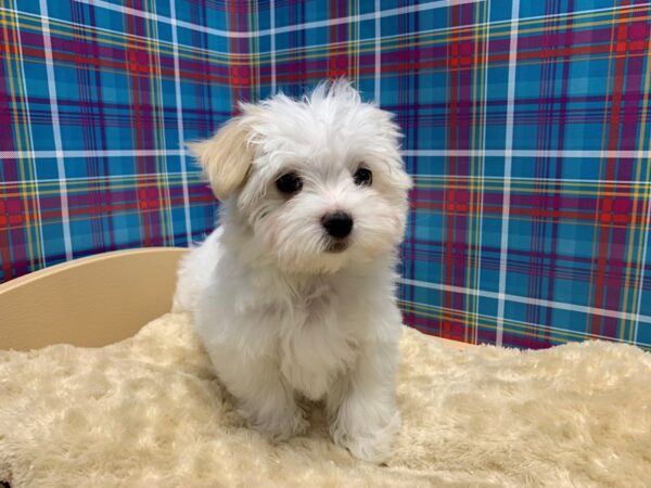 Maltese DOG Female wh 5190 Petland San Antonio, TX