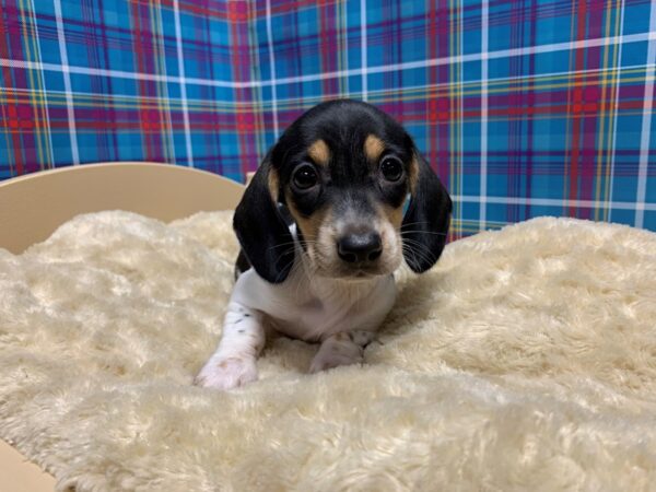 Dachshund DOG Male blk & tn pbld 5189 Petland San Antonio, TX