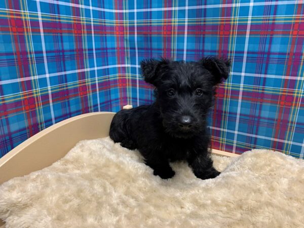 Scottish Terrier-DOG-Male-blk brdl-5188-Petland San Antonio, TX