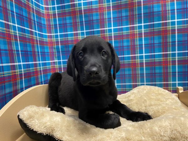 Labrador Retriever DOG Male blk 5187 Petland San Antonio, TX