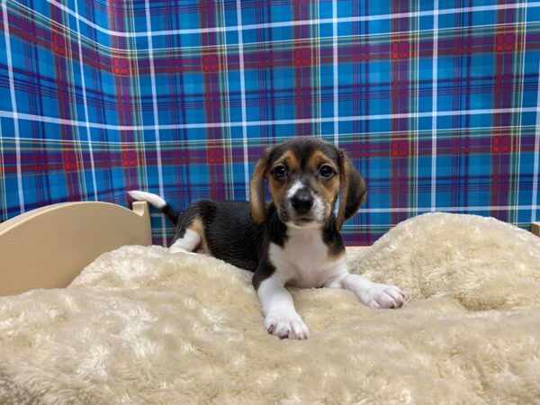 Beagle DOG Female blk & tn wh mkgs 5185 Petland San Antonio, TX