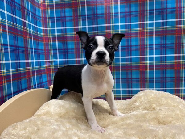 Boston Terrier DOG Female blk & wh 5186 Petland San Antonio, TX