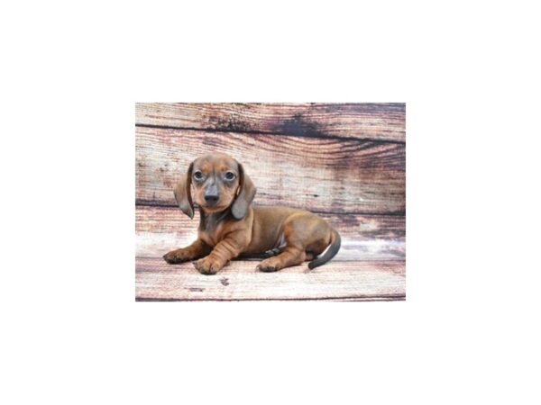 Dachshund DOG Male Red Boar 8291 Petland San Antonio, TX