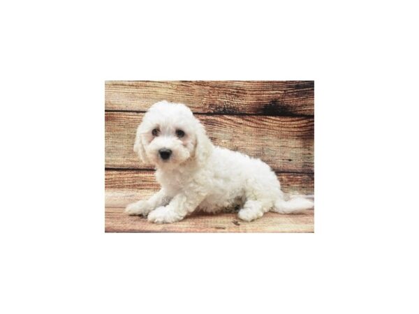 Bichon Frise DOG Female White 5198 Petland San Antonio, TX