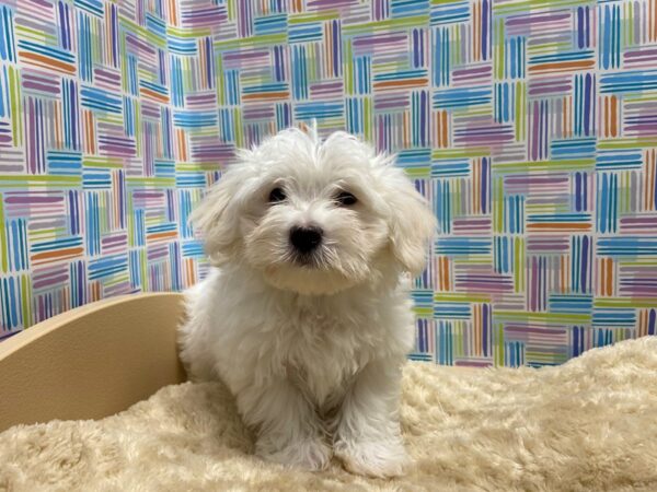 Maltese-DOG-Male-wh blk pts-5213-Petland San Antonio, TX