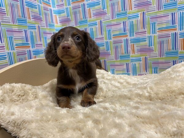 Dachshund-DOG-Female-chlt & tn dpl-5212-Petland San Antonio, TX