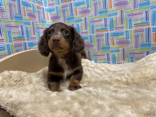 Dachshund DOG Female chlt & tn dpl 5212 Petland San Antonio, TX