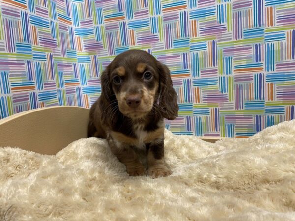 Dachshund DOG Female chlt & tn dpl 5211 Petland San Antonio, TX