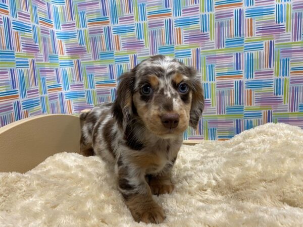 Dachshund DOG Male chlt & tn dpl 5210 Petland San Antonio, TX