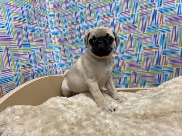 Pug DOG Female fn 5209 Petland San Antonio, TX