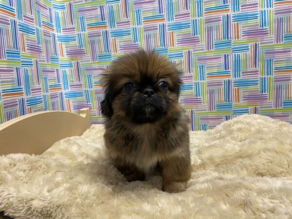 Pekingese DOG Female rd fwn wh mkgs 5208 Petland San Antonio, TX