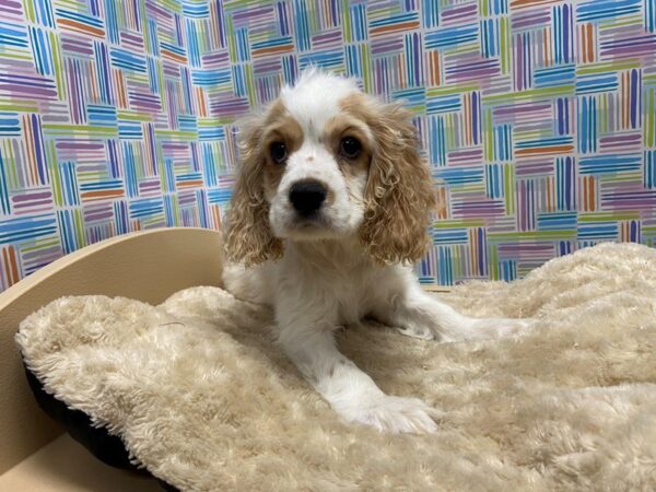 Cocker Spaniel-DOG-Male-wh & bf parti-5207-Petland San Antonio, TX