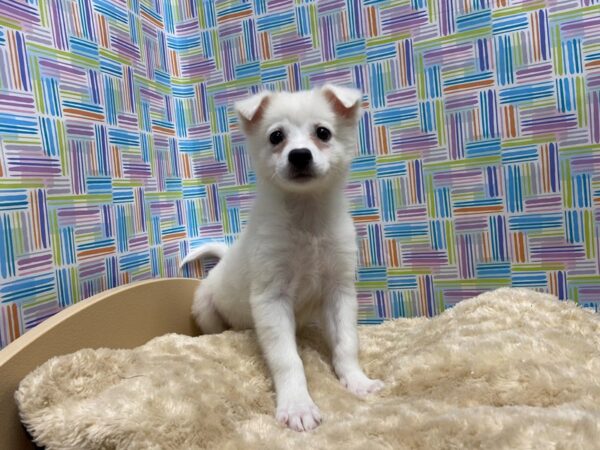 American Eskimo DOG Female wh 5206 Petland San Antonio, TX