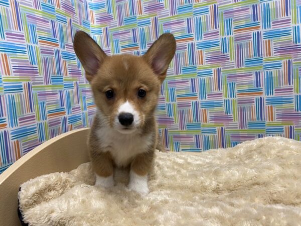 Pembroke Welsh Corgi-DOG-Male-rd, wh-5204-Petland San Antonio, TX