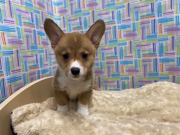 Pembroke Welsh Corgi DOG Male rd, wh 5204 Petland San Antonio, TX