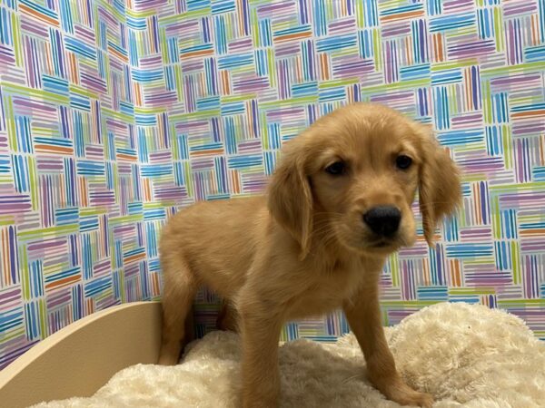 Golden Retriever DOG Female gldn 5203 Petland San Antonio, TX