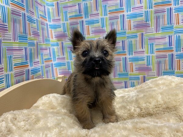 Cairn Terrier DOG Female whtn 5202 Petland San Antonio, TX