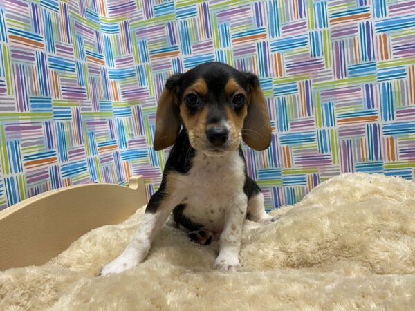 Beagle DOG Male blk wh & tn 5201 Petland San Antonio, TX