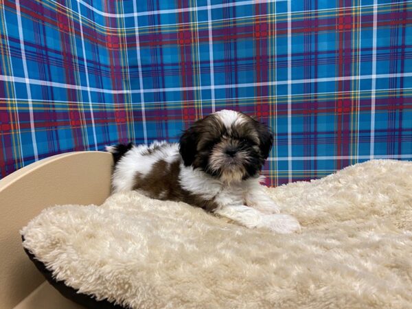 Shiffon-DOG-Female-red & wh-5197-Petland San Antonio, TX