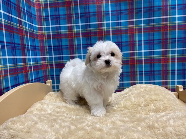 Maltese DOG Female wh 5191 Petland San Antonio, TX