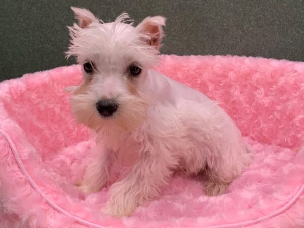 Miniature Schnauzer DOG Female White 8292 Petland San Antonio, TX