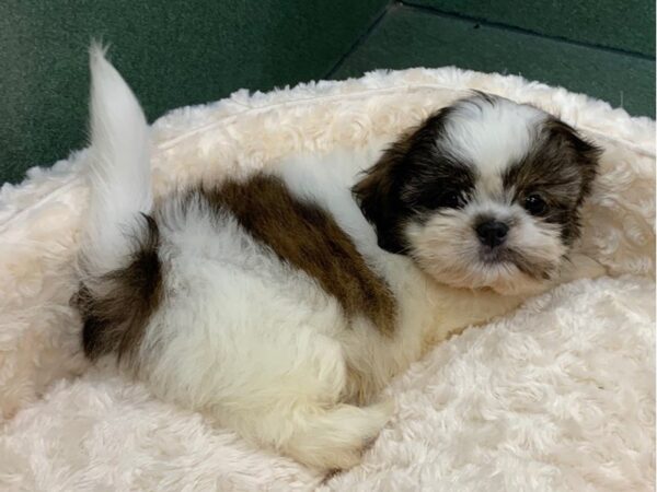 Shih Tzu DOG Male Brindle & White 8293 Petland San Antonio, TX