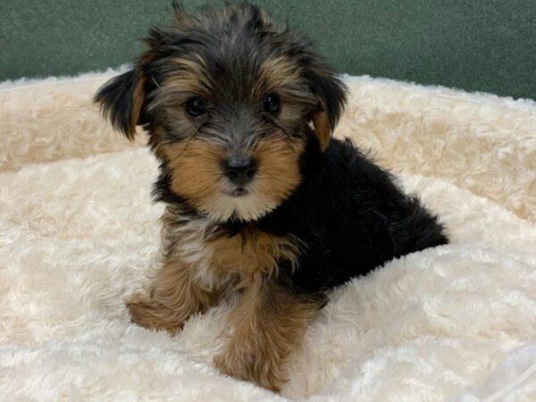 Yorkshire Terrier DOG Male Black & Tan 8298 Petland San Antonio, TX