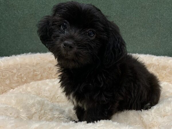 Havanese DOG Male Black & Silver 8299 Petland San Antonio, TX