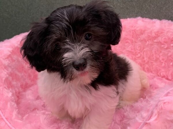 Havanese DOG Female Black Silver & White 8302 Petland San Antonio, TX