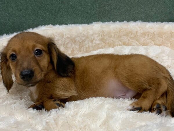 Dachshund DOG Male Wild Boar 8303 Petland San Antonio, TX