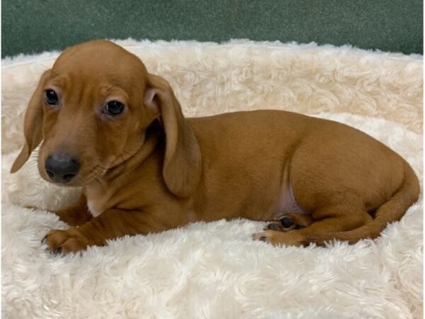 Dachshund-DOG-Male-Red-8304-Petland San Antonio, TX