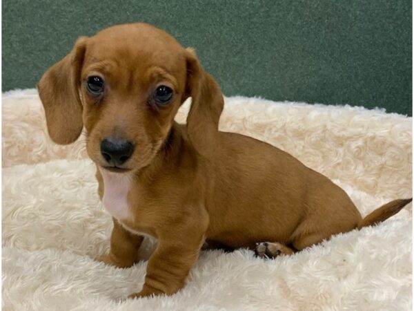 Dachshund DOG Male Red 8305 Petland San Antonio, TX