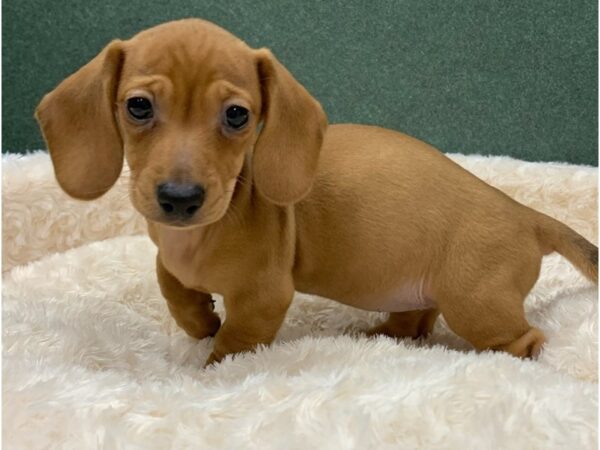 Dachshund DOG Female Red 8306 Petland San Antonio, TX