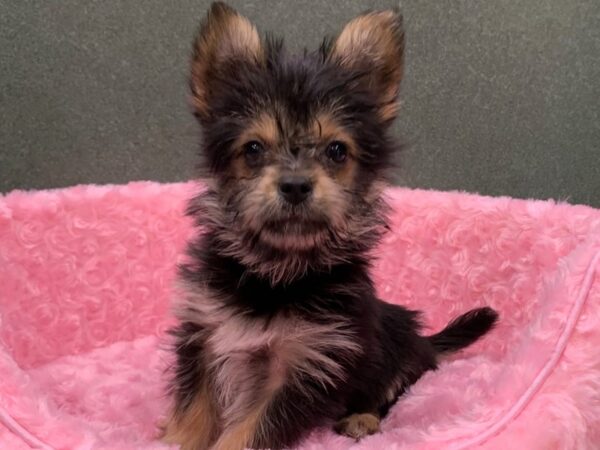 Yorkillon-DOG-Female-Black Tan & White-8307-Petland San Antonio, TX