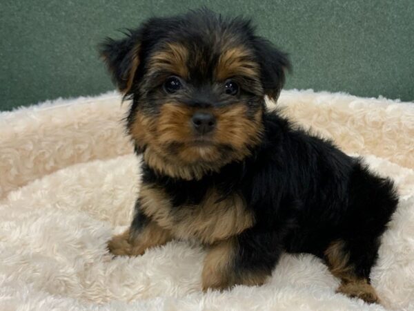 Yorkshire Terrier DOG Male Black & Gold 8308 Petland San Antonio, TX