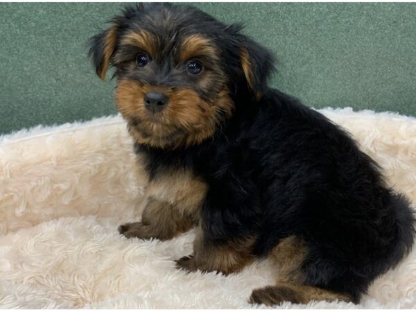 Yorkshire Terrier-DOG-Male-Black & Gold-8309-Petland San Antonio, TX