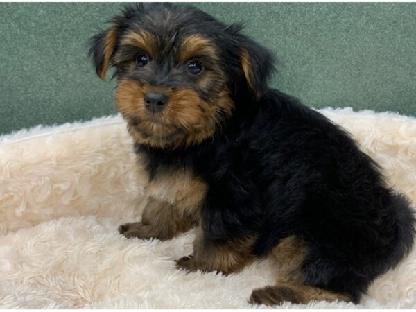 Yorkshire Terrier DOG Male Black & Gold 8309 Petland San Antonio, TX