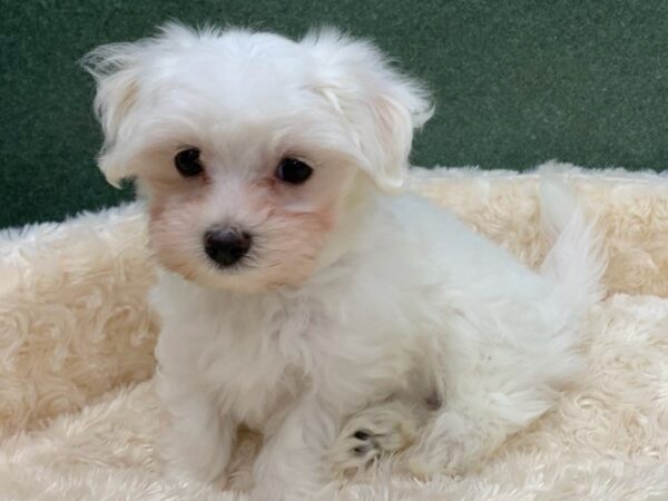 Maltese DOG Male White 8310 Petland San Antonio, TX