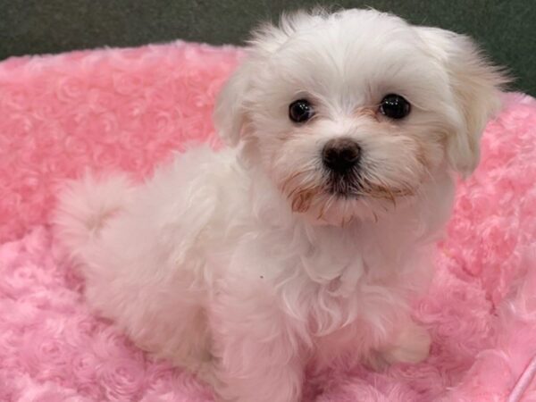 Maltese DOG Female White 8311 Petland San Antonio, TX