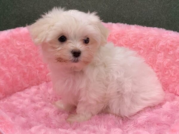 Maltese DOG Female White 8312 Petland San Antonio, TX