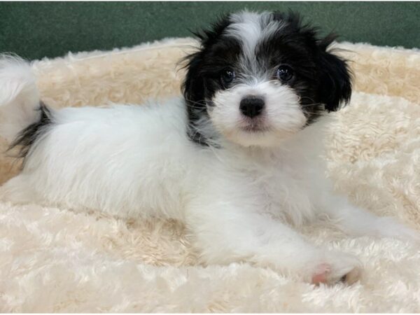 Papitese DOG Male White & Black 8313 Petland San Antonio, TX