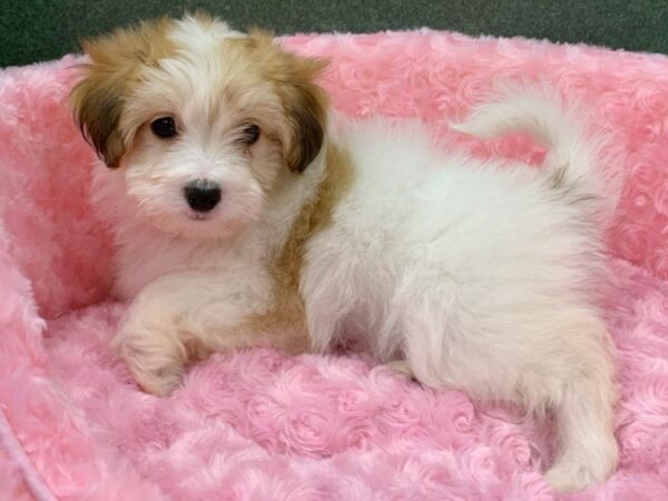 Papitese-DOG-Female-White & Black-8314-Petland San Antonio, TX