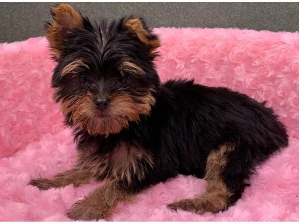 Yorkshire Terrier DOG Female Black & Tan 8315 Petland San Antonio, TX