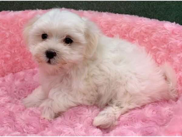 Maltese-DOG-Female-White-8316-Petland San Antonio, TX