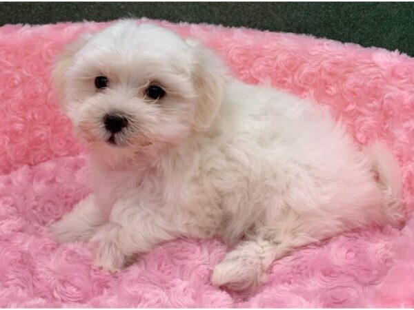 Maltese DOG Female White 8316 Petland San Antonio, TX